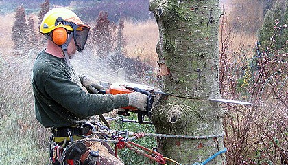 tree-removal